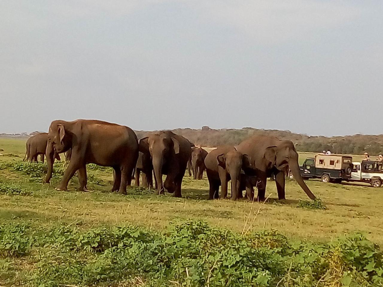 River Nature Park Polonnaruwa Buitenkant foto